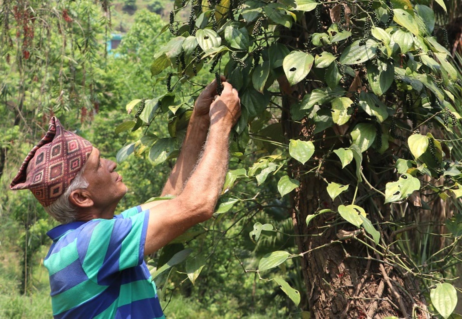 मरिचखेतीले फेरियो बास्तोलाको दैनिकी, वार्षिक तीन लाखसम्म आम्दानी